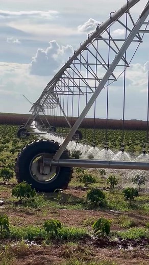 Tưới Cà Phê Công Nghệ Mỹ 50ha