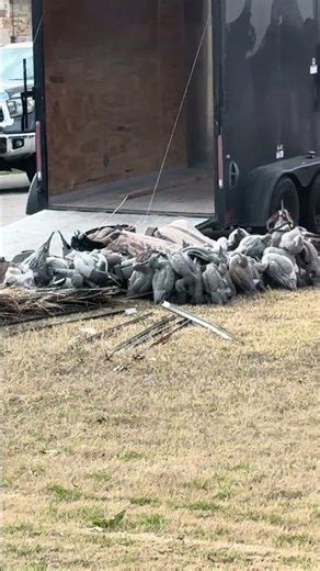 My neighbor needs to chill