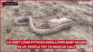 15-Feet Long Python Swallows Baby Nilgai In UP, People Try To Rescue Calf