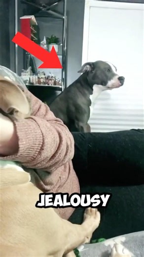 Your Dog Gets Jealous When You Do This 😳🐶