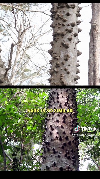 Does this strange tree explode?! 🤯 When two distantly related species independently evolve to have similar characteristics, we call that “convergent evolution.” Another example that we could observe with Sandbox tree (Hura crepitans) is that the mechanism by which it produces its “exploding” seedpods is very similar to Jewelweed (Impatiens capensis) or “Touch-me-not.” Can you think of any other examples in nature where this has happened? (Video of seeds from Maya-ethnobotany) #sandboxtree #hura
