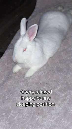 Relaxed Bunny Sleeping Position Video