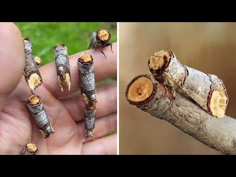 Buff-tip 🦋 This is NOT a Twig!