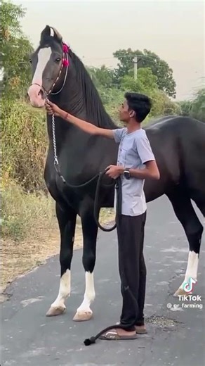 One Of The Most Beautiful Black Horse🖤 🤩 Real Beauty Speak Itself