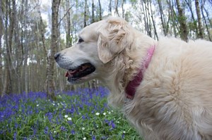 Everything You Need To Know About Dementia In A Dog - Caring for a Senior Dog