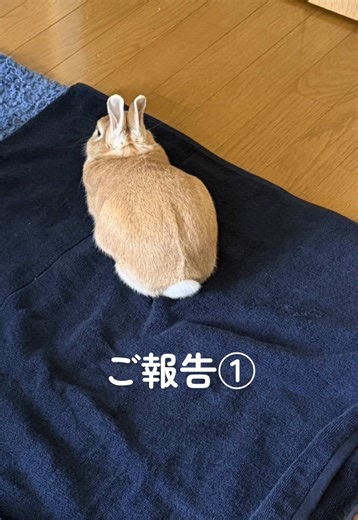 ご心配をおかけしてしまっていたらすみません。 いつもの日常動画が更新できそうにないので、取り急ぎご報告です。 わらびは回復の兆しが見えてきています🐰 チモシーも少しずつ食べられるようになってきました。 あたたかく見守っていただけると嬉しいです。