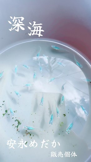 深海メダカの飼育方法と種類一覧 | 海でめだかの販売個体について