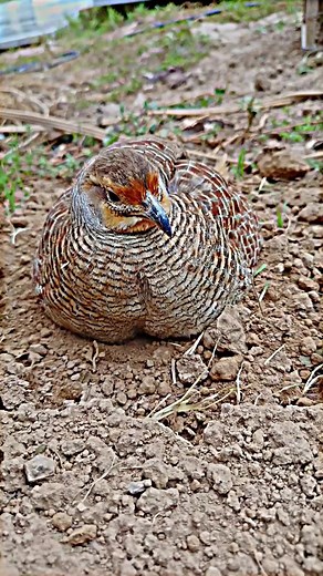 Dakni teetar chicks#unitedkingdom #birdsoftiktok #dubai #england #dubai🇦🇪 #unitedstates