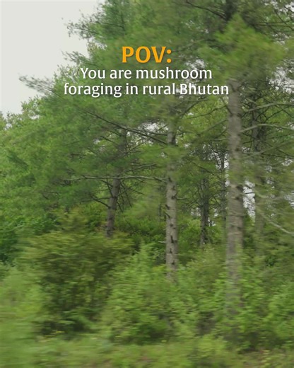 Mushroom Foraging Adventures in Bhutan’s Pristine Forests