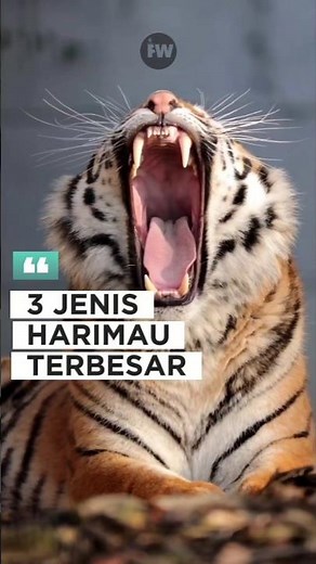 3 Jenis Harimau Terbesar | Fakta Hewan #harimau #satwaliar #faktahewan