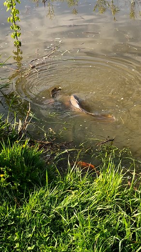 Fraie des carpes voiles dans nos bassins de reproduction🤩 #carpe #pisciculture #fraie | Augustin Michallet