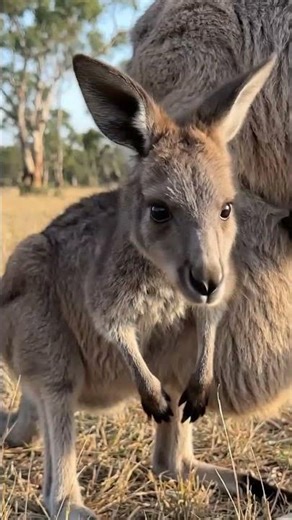 cute baby kangaroo #puppet