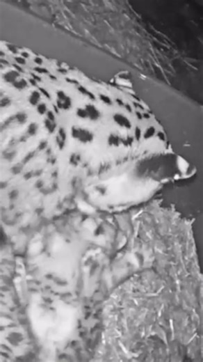 Snow leopard cubs thriving at Melbourne zoo