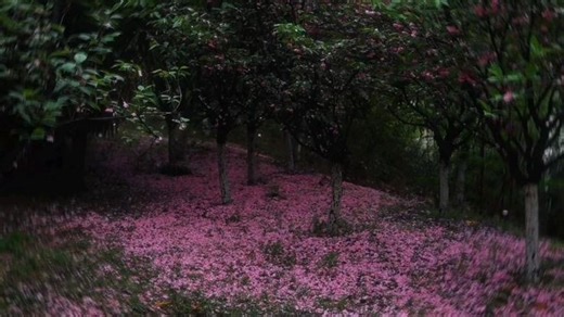 Pink Forest Gif