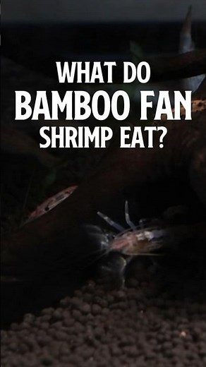 What do Bamboo Shrimp Eat? | Fan Shrimp