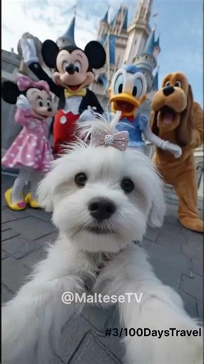 Cute Maltese Puppy Takes Over USA! 🇺🇸 🐾🐶 #shorts #usa #puppy #cute #pets #cutepuppy