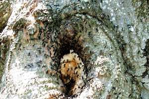 Carpenter ants nesting in trees and homes