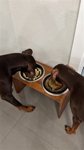 Raw Dog Food Breakfast Routine