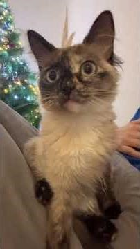 Simple life. Episode #95. Simple curious cat