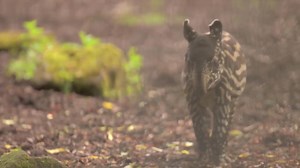 229K views · 1.8K reactions | This rare pig-like creature could help save its endangered species. | Animalist | Facebook