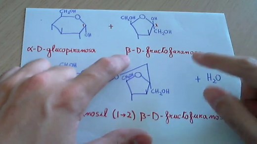 2.5. Los disacaridos | Biología 2º Bachillerato
