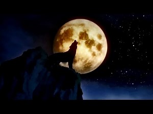 Wolf Howling | Wolf Howling At the Moon