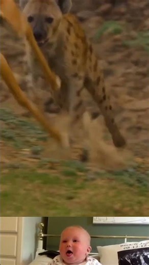 This Time Very Lucky Impala 😱 | #shorts #youtubeshorts #trending