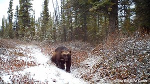 791K views · 10K reactions | Prolific wolverine activity highlights this five week compilation from October 2021 as winter began setting in, which also includes coyote and lynx visits. #yukonwildlife | Yukon Wildlife Cams | Facebook
