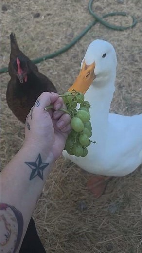 Ducks confused about eating grapes!!! #duck #farm #animals #eating #feeding