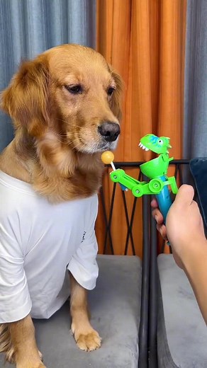 Understanding the Behavior of Angry Golden Retrievers
