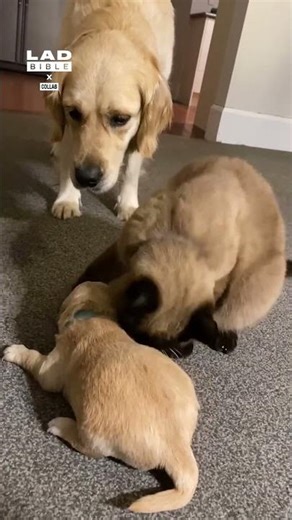 He wasn't the step dad, he was the dad that stepped up 👏⁠ ⁠ (🎥: Collab)