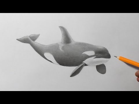 How to Draw an Orca || Killer Whale Pencil Drawing