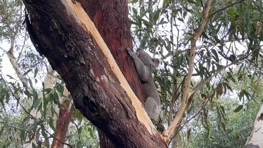 25K views · 1.4K reactions | Koala Calls in Action  Our energetic...