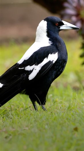 What is Worm Charming? #australianmagpie
