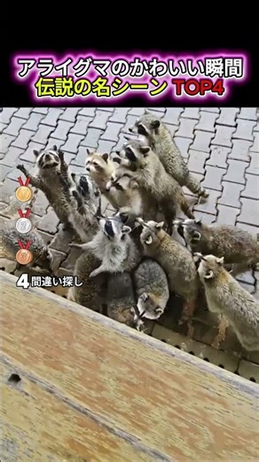 アライグマのかわいい瞬間 TOP4