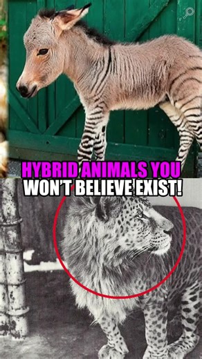 Hybrid animals you won't believe exist! #curiosities #craziest #facts | animal