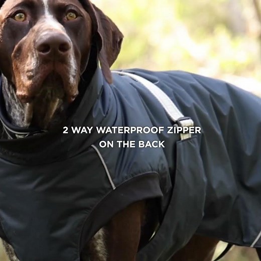 Introducing the WeatherBeeta Explorer Medium Dog Coat