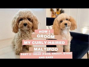 How I groom my curly haired maltipoo part 2 - head (face, snout, eyes) and ears