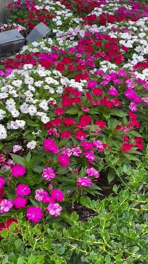 1.1K views · 130 reactions | #Flower #beautifulflowers #impatiens #impatiens carry a symbolic meaning of motherly love #impatiens because their ripe seed pods will sometimes burst open from even a light touch #beautiful #colors #red #pink #white #jewelweed #touch-me-not #fbreels #viralreels #fypシ゚viral #StarsEverywhere | Brenda Dela Cruz Teodosio | Facebook