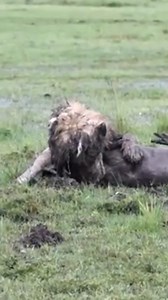 36K views · 263 reactions | Wildlife Attack on Reels | Facebook