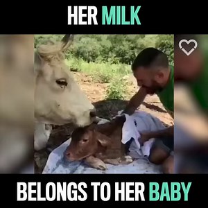 53K views · 4K reactions | Dairy calves are usually separated from their mothers within 24 hours of birth, but not for this baby and his mom - a lucky pair with an equally lucky caretaker!  ❤️ Video credit: Fundacion Santuario Gaia | Generation Vegan | Facebook