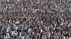 61 reactions · 3 comments | Did you know that King penguin chicks...