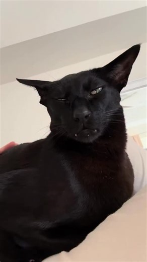 A confession from Larry #larry #evillarry #reels #fyp #instagram #videooftheday #meme #viral #catsofinstagram #instagood | Hobbikats