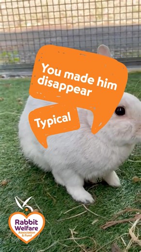 2.7K views · 50 reactions | Learn to speak rabbit with Vet & Behaviourist Dr Guen Bradbury… #RWAF #RabbitWelfare #RabbitAwareness #Rabbits #BuunyLanguage #AnimalBehaviour | The Rabbit Welfare Association and Fund | Facebook