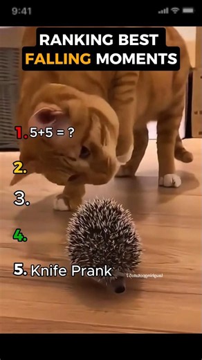 🐱 Cat Fails That Will Make You Laugh 😂 | Funny Cat Moments 2026 #shorts