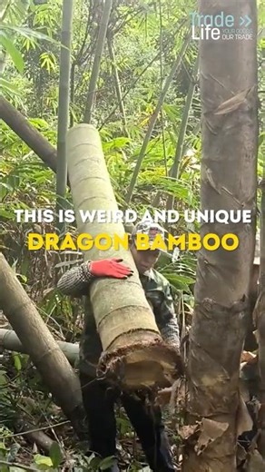 This is weird and unique dragon bamboo…
