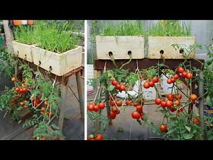 The method of growing upside down tomatoes gives a lot of fruit