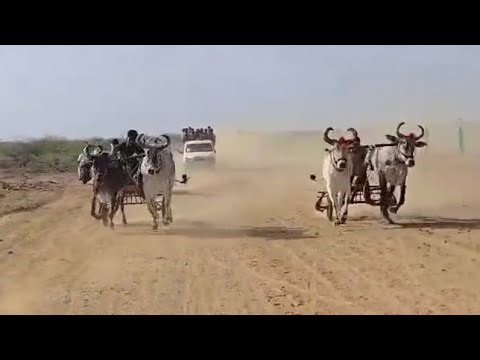 Vinjan Kutch Mein Zabardast Bull Race | No.1 Kutch Race 🐂💨 ( 6/4/2026 )