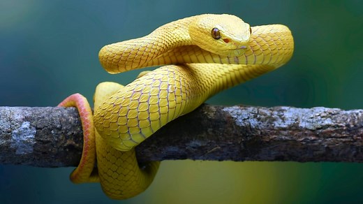 How do snakes move? It's not all slithering.