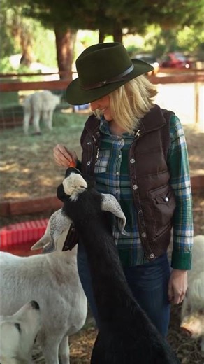 Alpacas 'hum' to communicate? Discover this surprising fact.